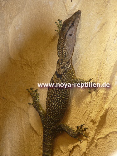 Varanus rudicollis NOYA Reptilien